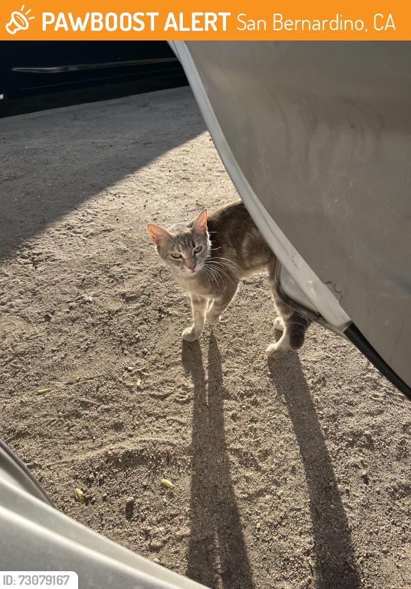 Found/Stray Female Cat last seen Elmwood rd & E baseline st, San Bernardino, CA 92404