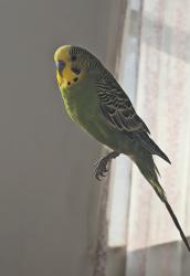 Lost Male Bird last seen Avenue T & West 5th Brooklyn, Brooklyn, NY 11223