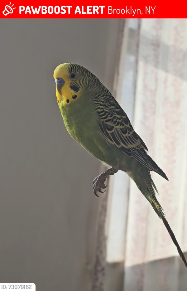 Lost Male Bird last seen Avenue T & West 5th Brooklyn, Brooklyn, NY 11223
