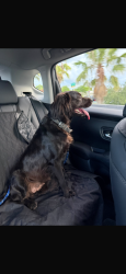 Found/Stray Female Dog last seen Near W Broward Blvd Fort Lauderdale, FL 33312 United States, Fort Lauderdale, FL 33312
