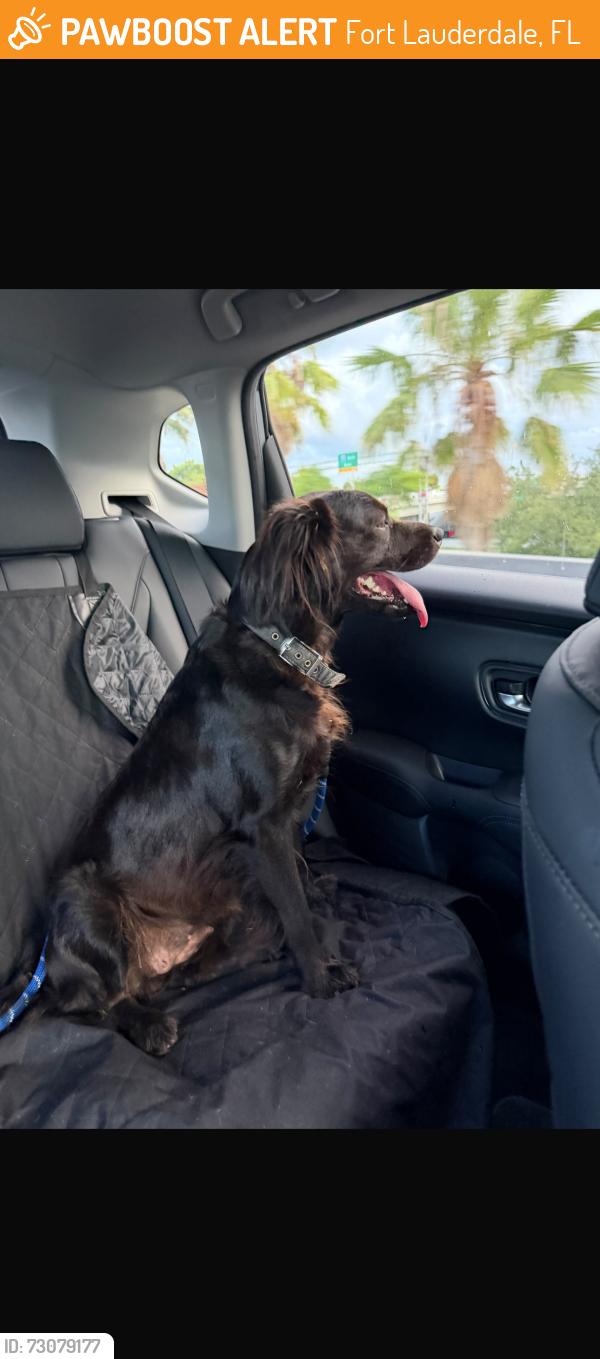 Found/Stray Female Dog last seen Near W Broward Blvd Fort Lauderdale, FL 33312 United States, Fort Lauderdale, FL 33312