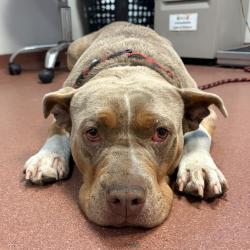 Shelter Stray Female Dog last seen Near 62nd Avenue, OAKLAND, CA, 94605, 8323 Baldwin St, Oakland, CA 94621, USA