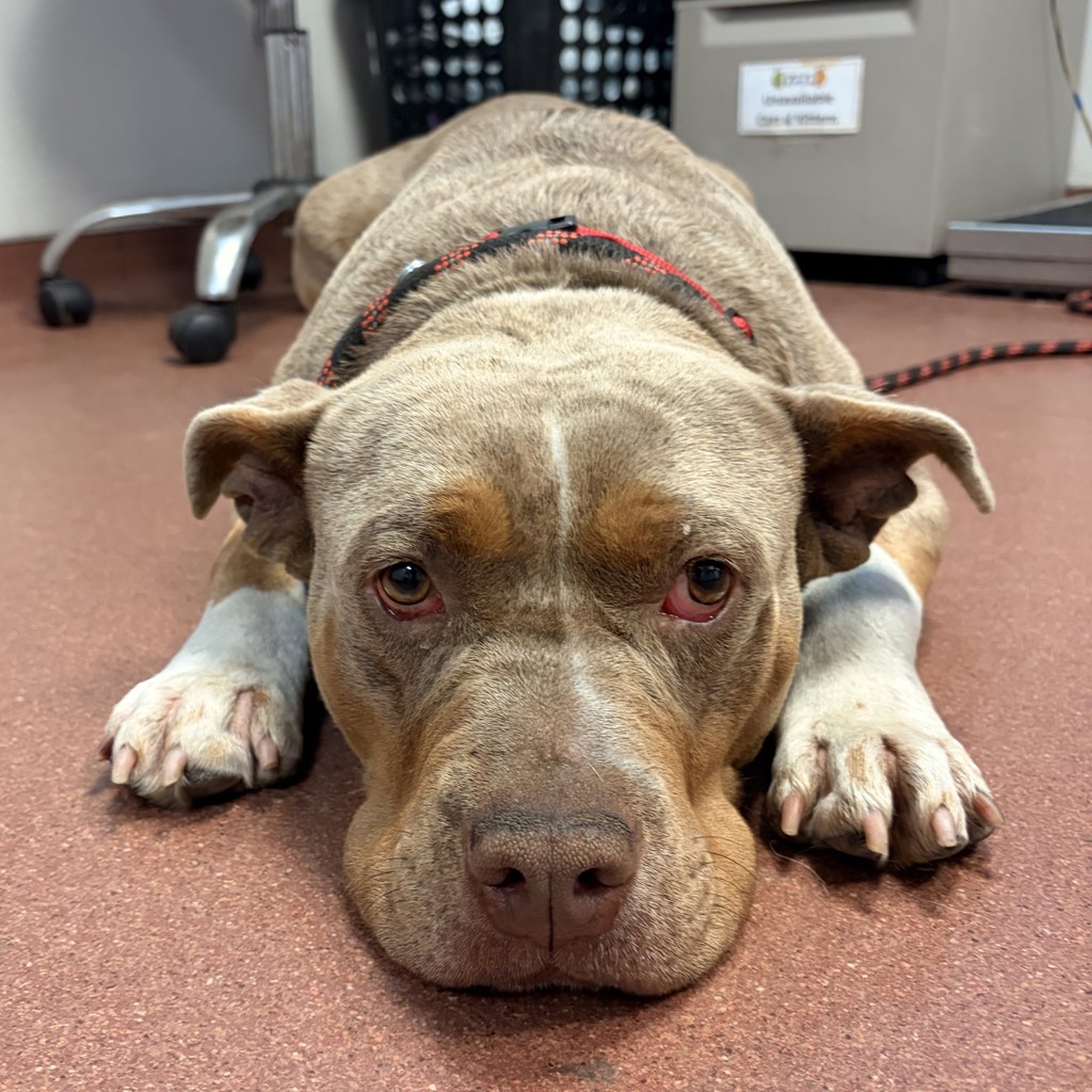 Shelter Stray Female Dog last seen Near 62nd Avenue, OAKLAND, CA, 94605, 8323 Baldwin St, Oakland, CA 94621, USA