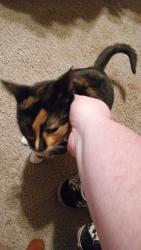 Lost Female Cat last seen E locust st, Ephrata, PA 17522