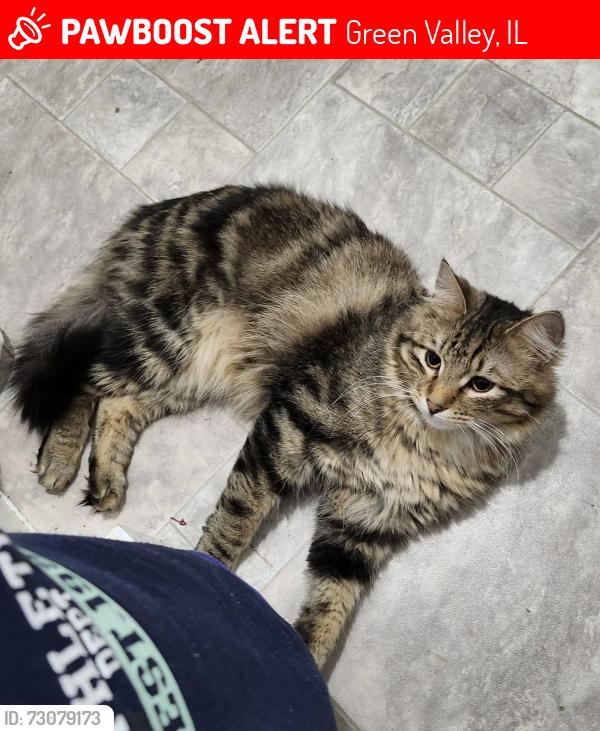 Lost Male Cat last seen Cornfields at the end of N church st, Green Valley, IL 61534
