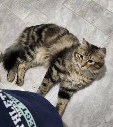 Lost Male Cat last seen Cornfields at the end of N church st, Green Valley, IL 61534
