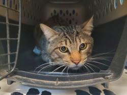 Shelter Stray Male Cat last seen Near Franklin Lane, Vista, CA, 92084, Oceanside, CA 92058, USA
