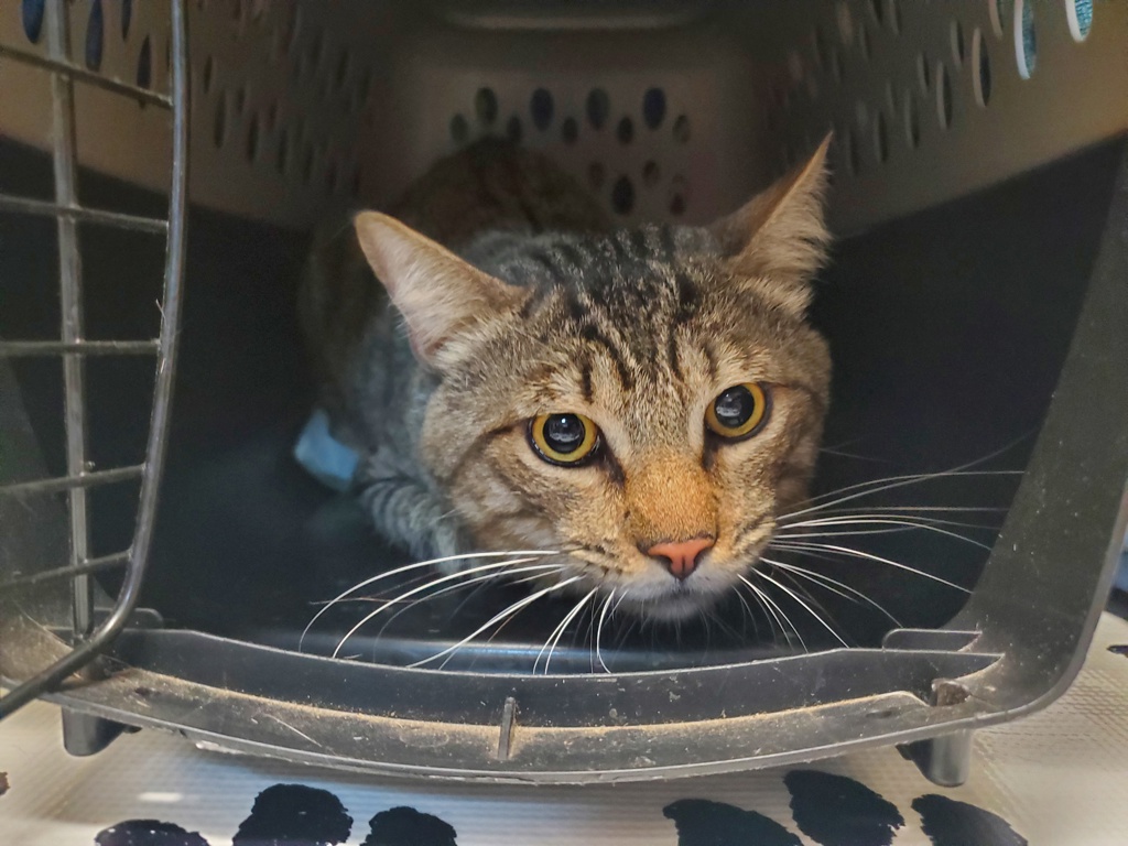 Shelter Stray Male Cat last seen Near Franklin Lane, Vista, CA, 92084, Oceanside, CA 92058, USA