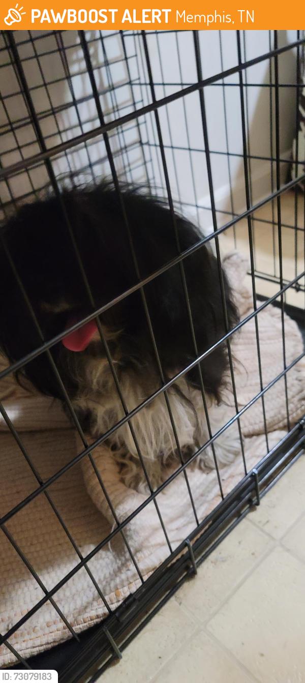 Found/Stray Male Dog last seen Battle Creek Dr, Memphis, TN 38134