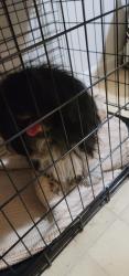 Found/Stray Male Dog last seen Battle Creek Dr, Memphis, TN 38134