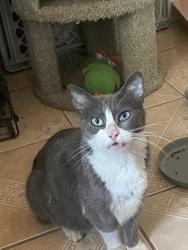 Found/Stray Female Cat last seen Exchange parkway, San Antonio, TX 78238