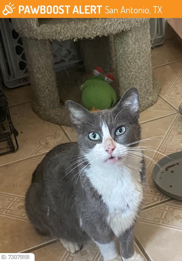 Found/Stray Female Cat last seen Exchange parkway, San Antonio, TX 78238