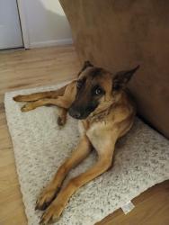 Found/Stray Female Dog last seen 72nd and Sheridan, Westminster, CO 80031