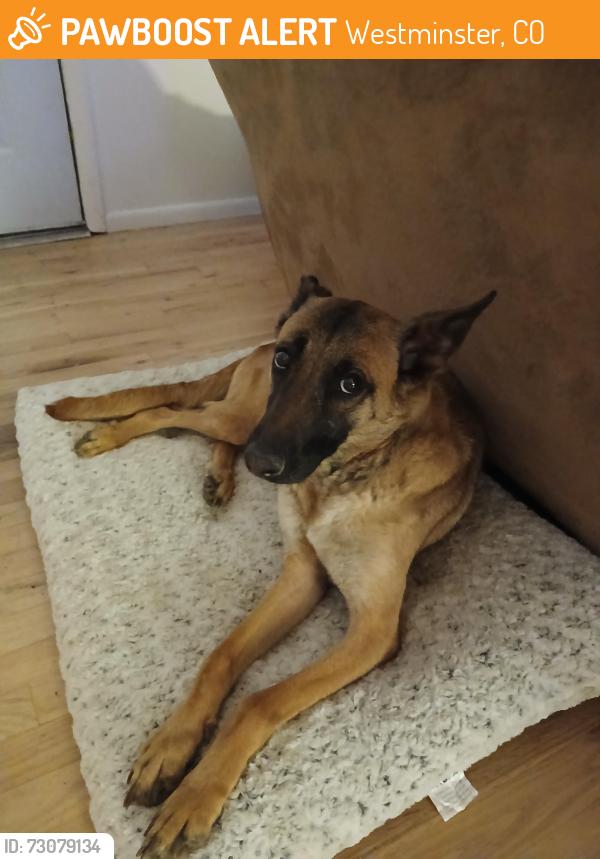 Found/Stray Female Dog last seen 72nd and Sheridan, Westminster, CO 80031