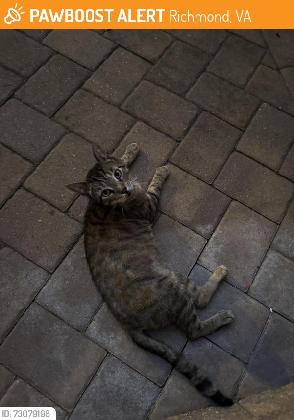 Found/Stray Male Cat last seen Brazen restaurant, Richmond, VA 23220