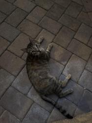 Found/Stray Male Cat last seen Brazen restaurant, Richmond, VA 23220