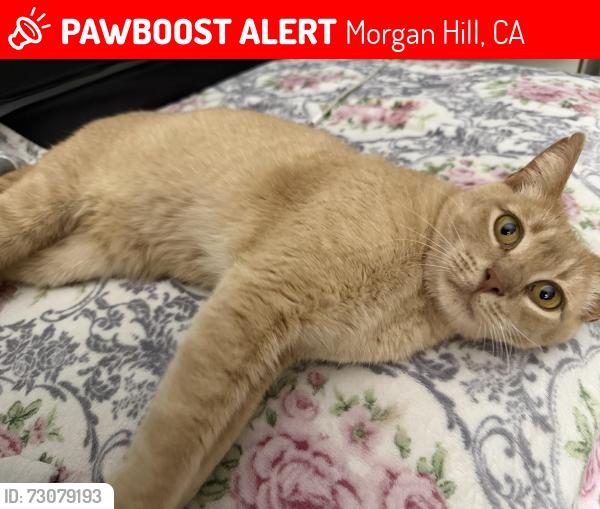 Lost Male Cat last seen Saint John court, Morgan Hill, CA 95037