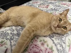 Lost Male Cat last seen Saint John court, Morgan Hill, CA 95037