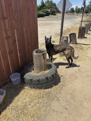 Found/Stray Male Dog last seen Beverly, Modesto, CA 95358