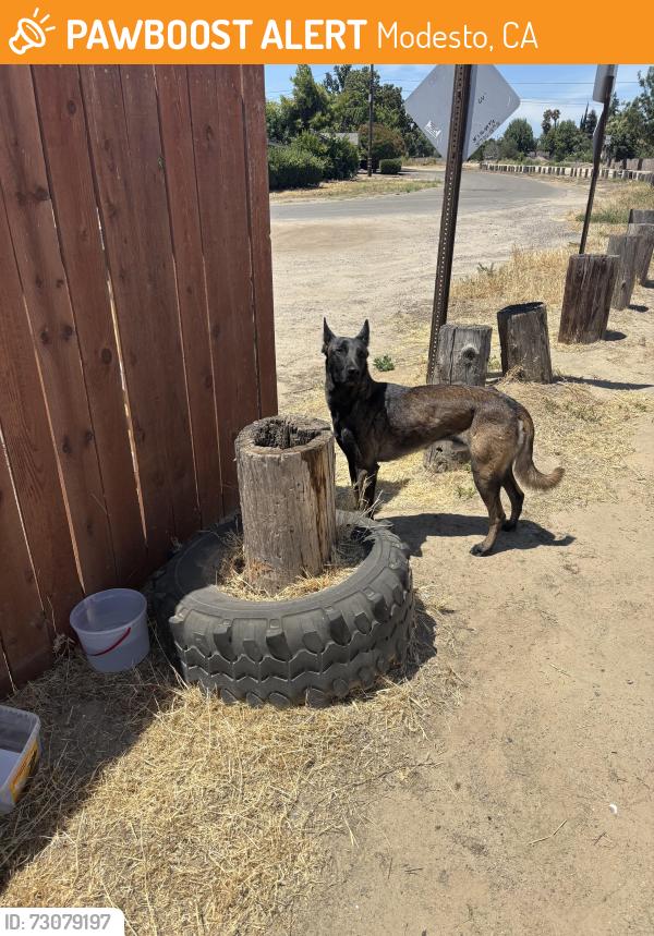 Found/Stray Male Dog last seen Beverly, Modesto, CA 95358