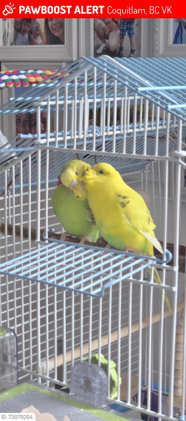 Lost Unknown Bird last seen Carter and Casey, Coquitlam, BC V3K
