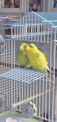 Lost Unknown Bird last seen Carter and Casey, Coquitlam, BC V3K