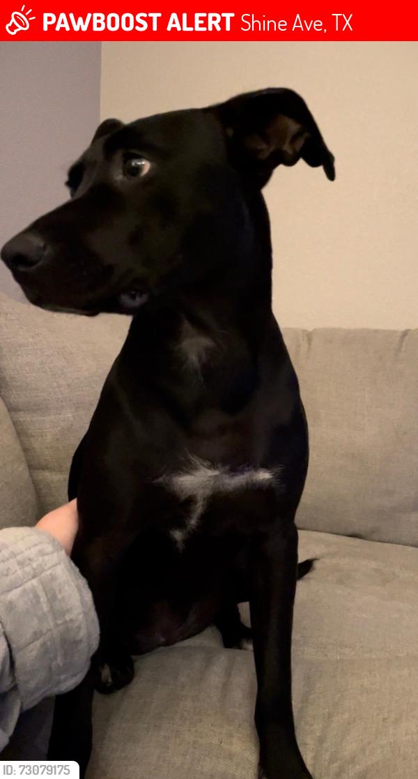 Lost Female Dog last seen Shine Avenue Rhome Texas, Shine Ave, TX 76078