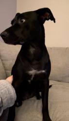 Lost Female Dog last seen Shine Avenue Rhome Texas, Shine Ave, TX 76078
