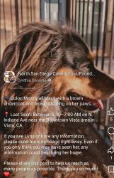 Lost Female Dog last seen S santa fe ave, Vista, CA 92084