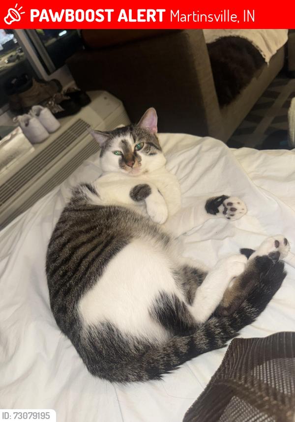 Lost Male Cat last seen Near Morton Ave Martinsville, IN 46151 United States, Martinsville, IN 46151
