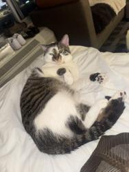 Lost Male Cat last seen Near Morton Ave Martinsville, IN 46151 United States, Martinsville, IN 46151