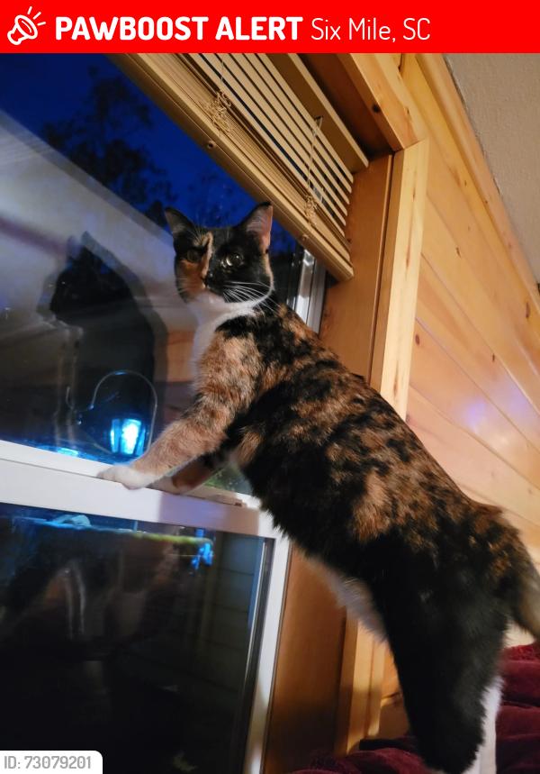 Lost Female Cat last seen Shadydale cir, Six Mile, SC 29682