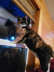 Lost Female Cat last seen Shadydale cir, Six Mile, SC 29682