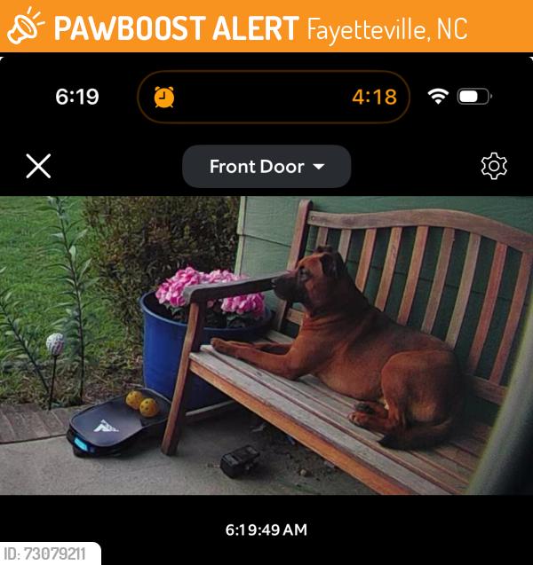 Found/Stray Male Dog last seen Morganton and Reilly Roaf, Fayetteville, NC 28314