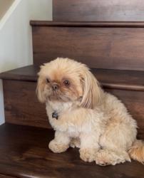 Lost Male Dog last seen hamilton and braly, Fresno, CA 93727
