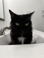 Found/Stray Female Cat last seen Airport district, Hialeah, FL 33010