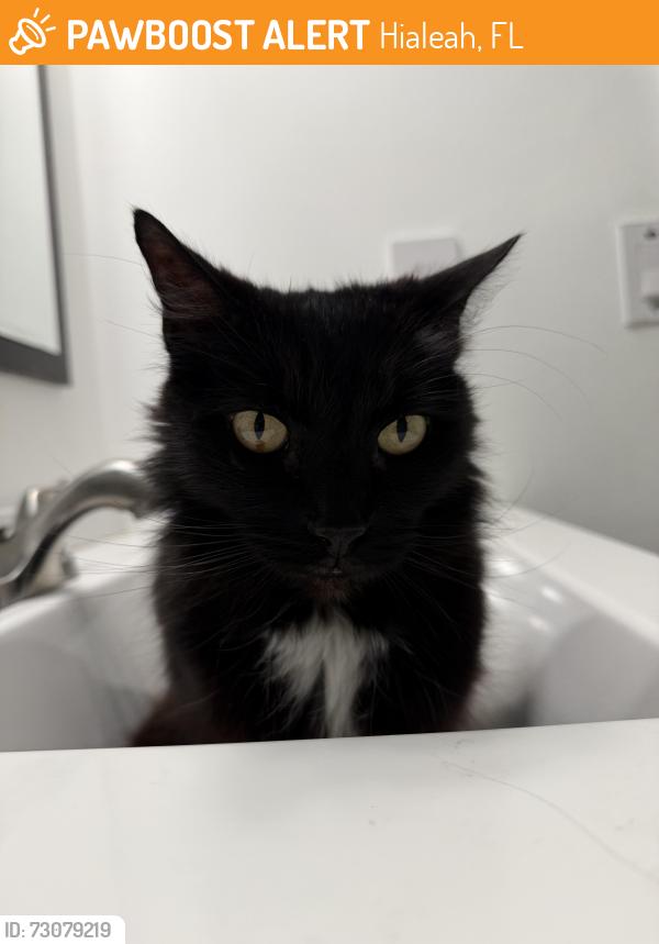 Found/Stray Female Cat last seen Airport district, Hialeah, FL 33010