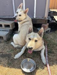 Found/Stray Male Dog last seen Aguiro and Fullerton Road, Rowland Heights, CA 91748