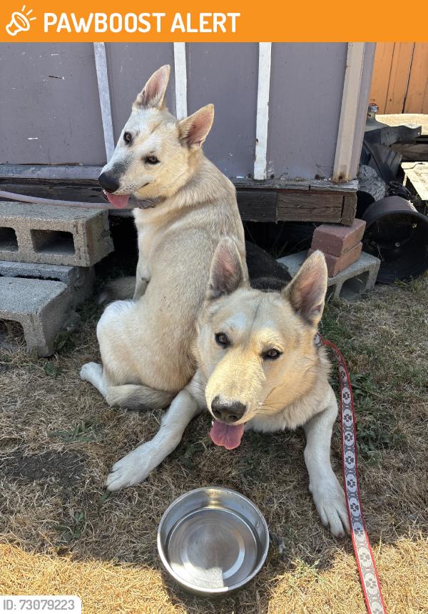 Found/Stray Male Dog last seen Aguiro and Fullerton Road, Rowland Heights, CA 91748