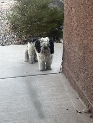 Reunited Unknown Dog last seen Dessert sands, Albuquerque, NM 87121