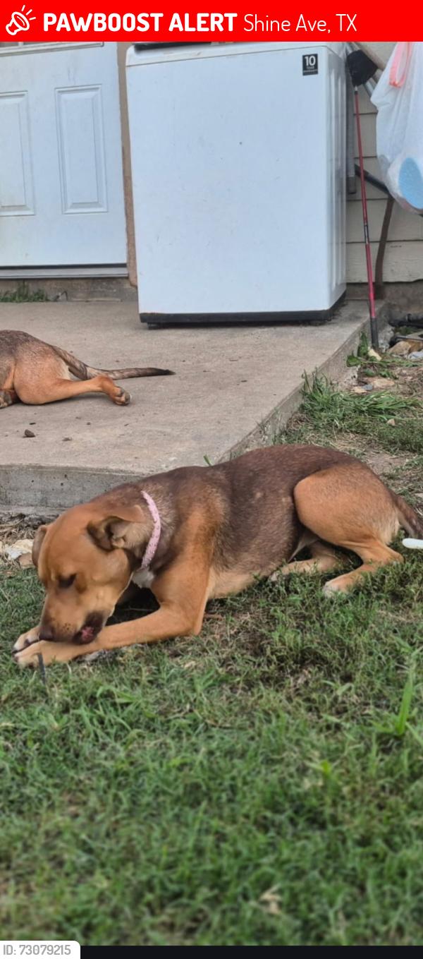 Lost Female Dog last seen Shine Avenue Rhome Texas, Shine Ave, TX 76078