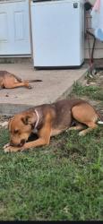 Lost Female Dog last seen Shine Avenue Rhome Texas, Shine Ave, TX 76078