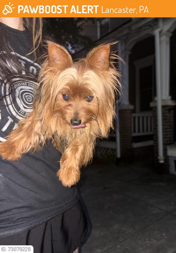 Found/Stray Unknown Dog last seen Pearl st, Lancaster, PA 17603