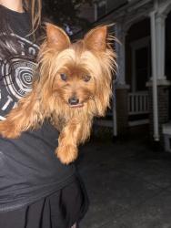 Found/Stray Unknown Dog last seen Pearl st, Lancaster, PA 17603