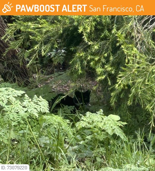 Found/Stray Unknown Cat last seen Transverse Drive near 19th Ave and Lincoln Way, San Francisco, CA 94122