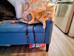 Lost Male Cat last seen Warren vista & Pimlico, Yucca Valley, CA 92284