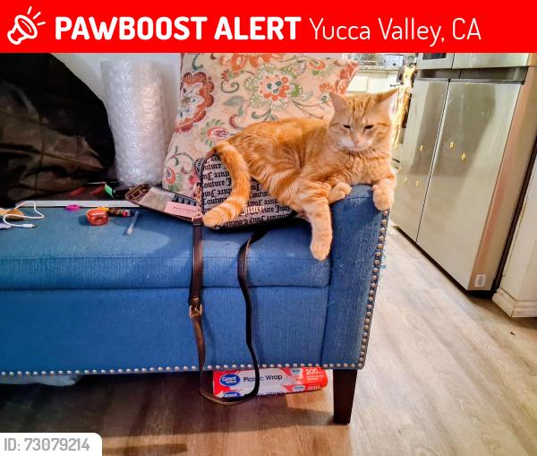 Lost Male Cat last seen Warren vista & Pimlico, Yucca Valley, CA 92284