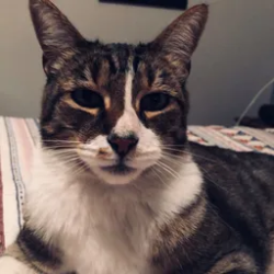 Lost Male Cat last seen GROSSMONT HIGH SCHOOL, El Cajon, CA 92020