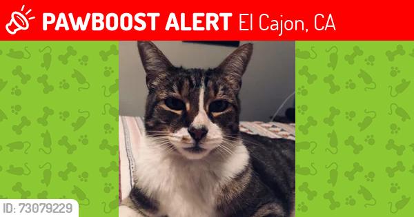 Lost Male Cat last seen GROSSMONT HIGH SCHOOL, El Cajon, CA 92020