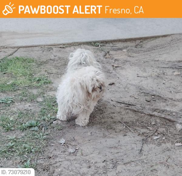 Found/Stray Unknown Dog last seen E olive and n peach the landing at fancher creek by apt 162, Fresno, CA 93727